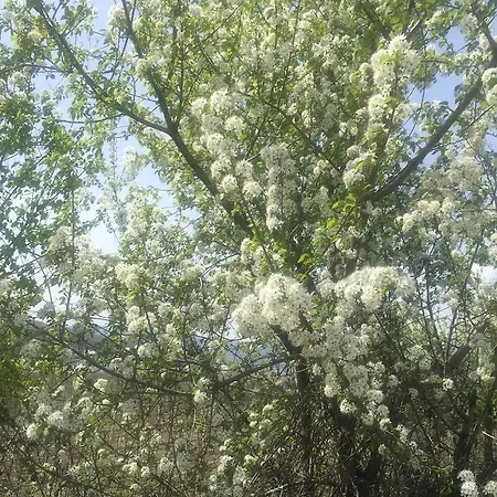 Διαμέρισμα Vegoritida *